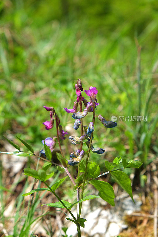 Antirrhinum majus - snapdragon